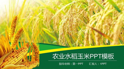 農產品概述 水稻、小麥與玉米